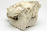 Fossil Oreodont (Merycoidodon) Skull - South Dakota #207470-7